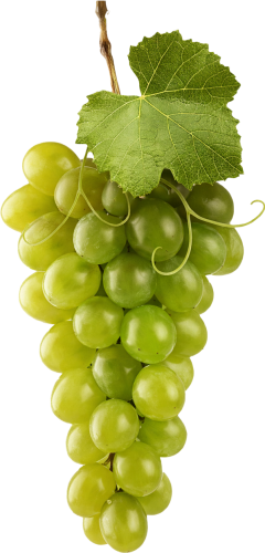 Grape-Tenuta-Salento-2